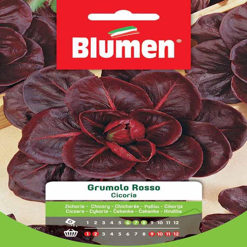 EV RED GRUMOLO CHICORY -