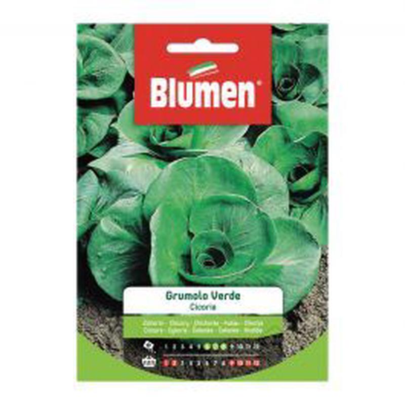 GREEN GRUMOLO CHICORY