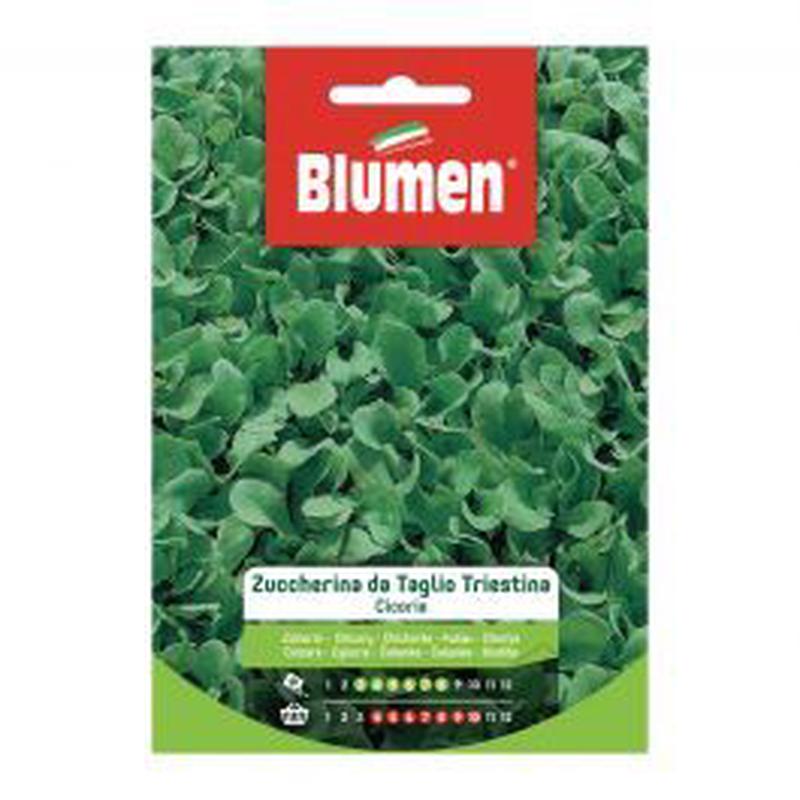 SUGARY CHICORY FOR CUTTING